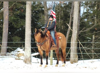 American Quarter Horse, Ruin, 10 Jaar, 152 cm, Buckskin