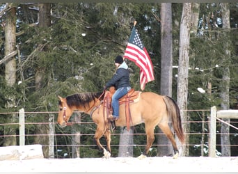 American Quarter Horse, Ruin, 10 Jaar, 152 cm, Buckskin