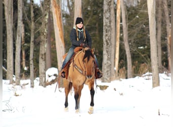 American Quarter Horse, Ruin, 10 Jaar, 152 cm, Buckskin