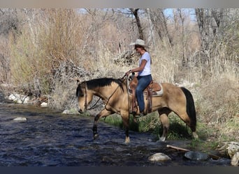 American Quarter Horse, Ruin, 10 Jaar, 152 cm, Buckskin