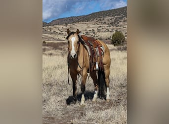 American Quarter Horse, Ruin, 10 Jaar, 152 cm, Buckskin