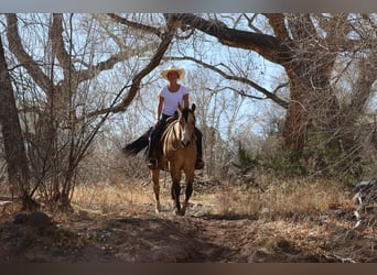 American Quarter Horse, Ruin, 10 Jaar, 152 cm, Buckskin