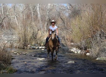 American Quarter Horse, Ruin, 10 Jaar, 152 cm, Buckskin