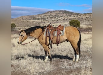 American Quarter Horse, Ruin, 10 Jaar, 152 cm, Buckskin