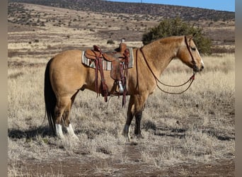 American Quarter Horse, Ruin, 10 Jaar, 152 cm, Buckskin