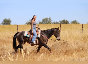 American Quarter Horse, Ruin, 10 Jaar, 152 cm, Buckskin