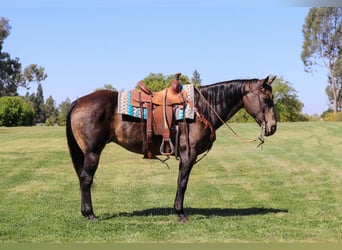 American Quarter Horse, Ruin, 10 Jaar, 152 cm, Buckskin