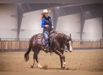 American Quarter Horse, Ruin, 10 Jaar, 152 cm, Donkere-vos