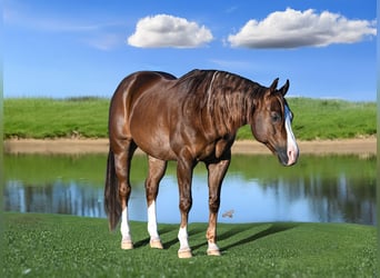 American Quarter Horse, Ruin, 10 Jaar, 152 cm, Donkere-vos
