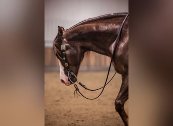 American Quarter Horse, Ruin, 10 Jaar, 152 cm, Donkere-vos