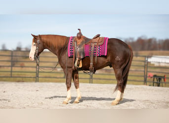 American Quarter Horse, Ruin, 10 Jaar, 152 cm, Donkere-vos