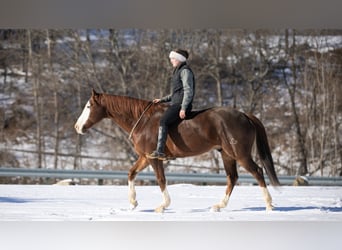 American Quarter Horse, Ruin, 10 Jaar, 152 cm, Donkere-vos