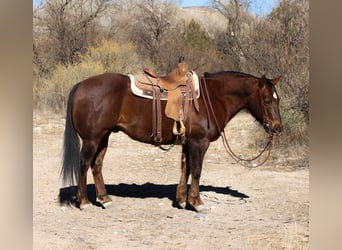 American Quarter Horse, Ruin, 10 Jaar, 152 cm, Donkere-vos