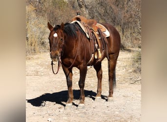 American Quarter Horse, Ruin, 10 Jaar, 152 cm, Donkere-vos