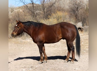 American Quarter Horse, Ruin, 10 Jaar, 152 cm, Donkere-vos