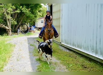American Quarter Horse, Ruin, 10 Jaar, 152 cm, Falbe
