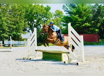 American Quarter Horse, Ruin, 10 Jaar, 152 cm, Falbe