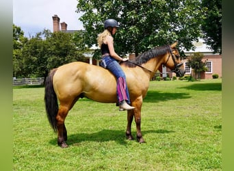 American Quarter Horse, Ruin, 10 Jaar, 152 cm, Falbe