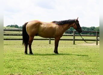 American Quarter Horse, Ruin, 10 Jaar, 152 cm, Falbe