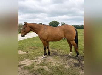 American Quarter Horse, Ruin, 10 Jaar, 152 cm, Falbe