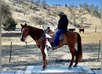 American Quarter Horse, Ruin, 10 Jaar, 152 cm, Falbe