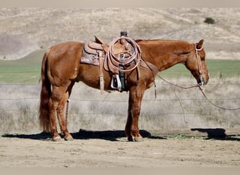 American Quarter Horse, Ruin, 10 Jaar, 152 cm, Falbe