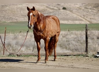 American Quarter Horse, Ruin, 10 Jaar, 152 cm, Falbe