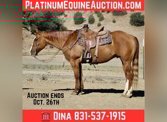 American Quarter Horse, Ruin, 10 Jaar, 152 cm, Falbe