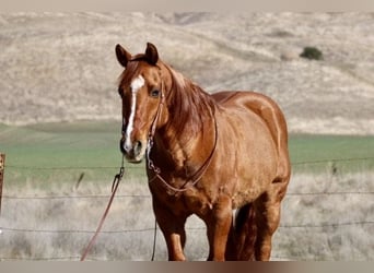 American Quarter Horse, Ruin, 10 Jaar, 152 cm, Falbe