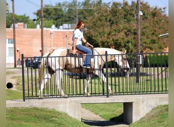 American Quarter Horse, Ruin, 10 Jaar, 152 cm, Gevlekt-paard