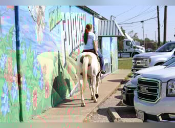 American Quarter Horse, Ruin, 10 Jaar, 152 cm, Gevlekt-paard