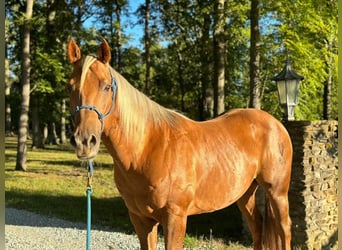 American Quarter Horse, Ruin, 10 Jaar, 152 cm, Palomino