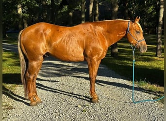 American Quarter Horse, Ruin, 10 Jaar, 152 cm, Palomino