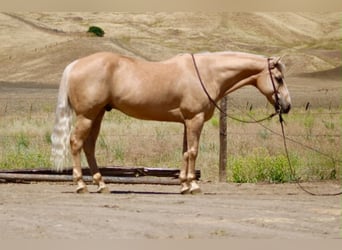 American Quarter Horse, Ruin, 10 Jaar, 152 cm, Palomino
