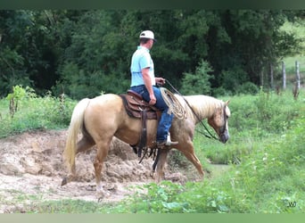 American Quarter Horse, Ruin, 10 Jaar, 152 cm, Palomino