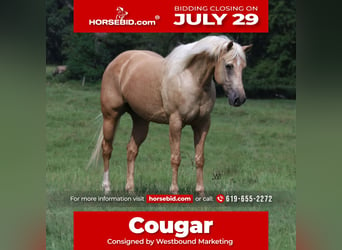 American Quarter Horse, Ruin, 10 Jaar, 152 cm, Palomino