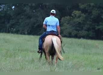 American Quarter Horse, Ruin, 10 Jaar, 152 cm, Palomino