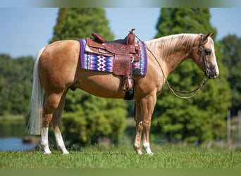 American Quarter Horse, Ruin, 10 Jaar, 152 cm, Palomino