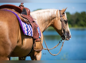 American Quarter Horse, Ruin, 10 Jaar, 152 cm, Palomino