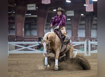 American Quarter Horse, Ruin, 10 Jaar, 152 cm, Palomino