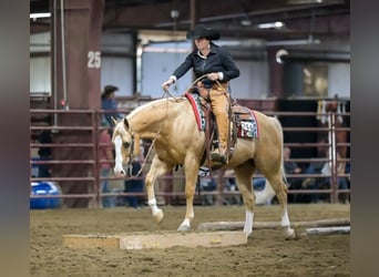 American Quarter Horse, Ruin, 10 Jaar, 152 cm, Palomino