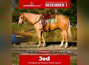 American Quarter Horse, Ruin, 10 Jaar, 152 cm, Palomino