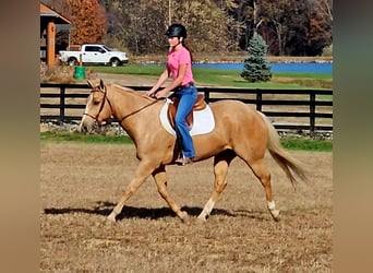 American Quarter Horse, Ruin, 10 Jaar, 152 cm, Palomino