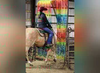 American Quarter Horse, Ruin, 10 Jaar, 152 cm, Palomino