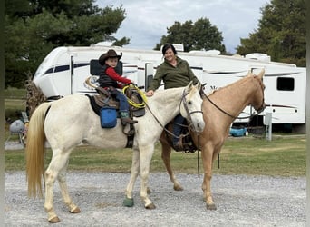 American Quarter Horse, Ruin, 10 Jaar, 152 cm, Palomino
