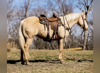 American Quarter Horse, Ruin, 10 Jaar, 152 cm, Palomino