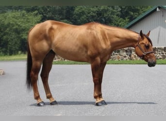 American Quarter Horse, Ruin, 10 Jaar, 152 cm, Red Dun