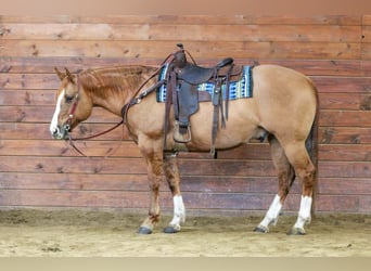 American Quarter Horse, Ruin, 10 Jaar, 152 cm, Red Dun