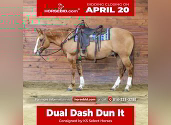 American Quarter Horse, Ruin, 10 Jaar, 152 cm, Red Dun