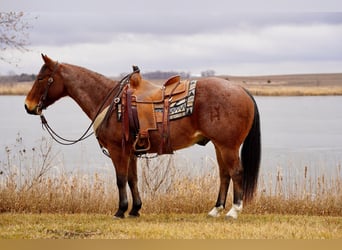 American Quarter Horse, Ruin, 10 Jaar, 152 cm, Roan-Bay
